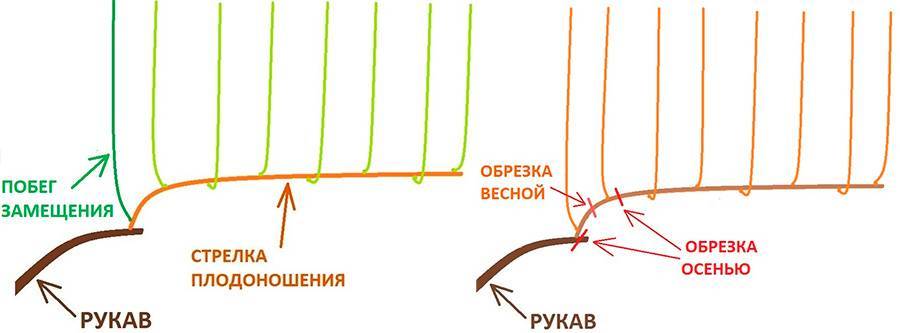 Обрезка винограда без использования сучка замещения.