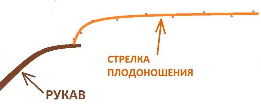 Обрезка винограда без оставления сучка замещения.