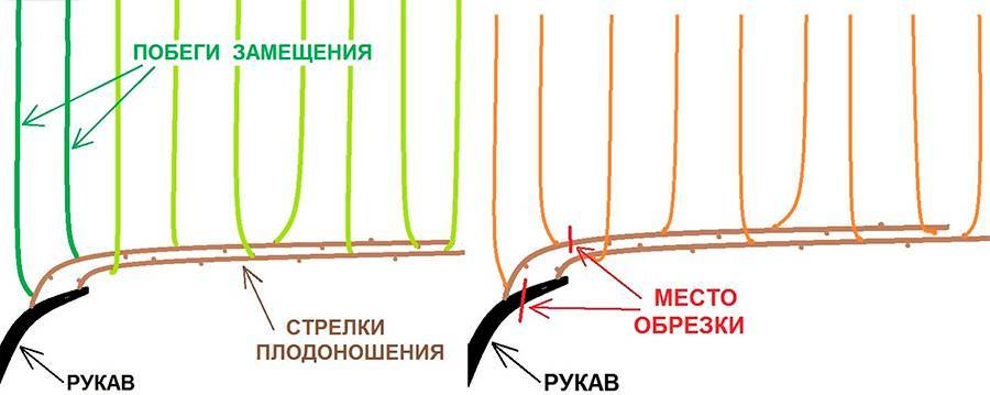 В случае необходимости увеличения нагрузки куста глазками в плодовом звене выше сучка замещения оставляют две плодовые стрелки.