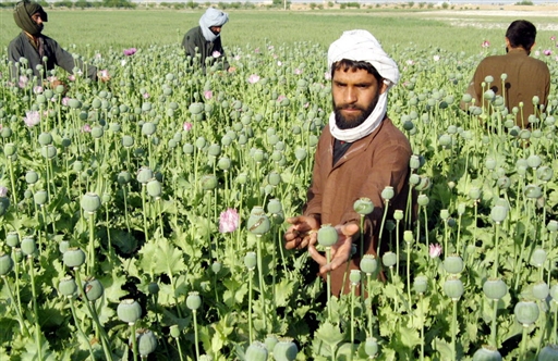 Papaver somniferum 2 - Какие растения по закону нельзя выращивать в России