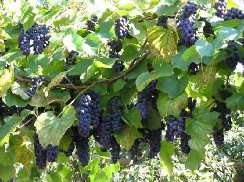 Как вырастить виноград из косточки правильно