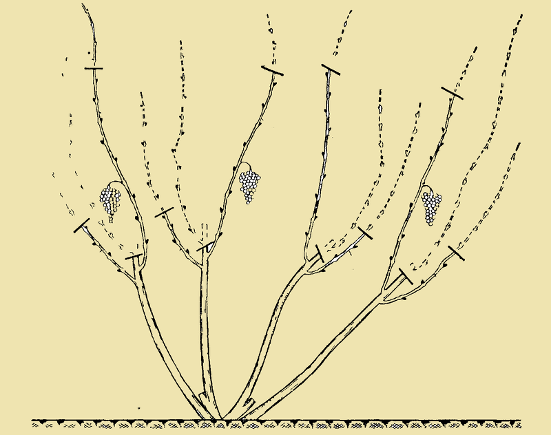 Схема обрезки винограда осенью