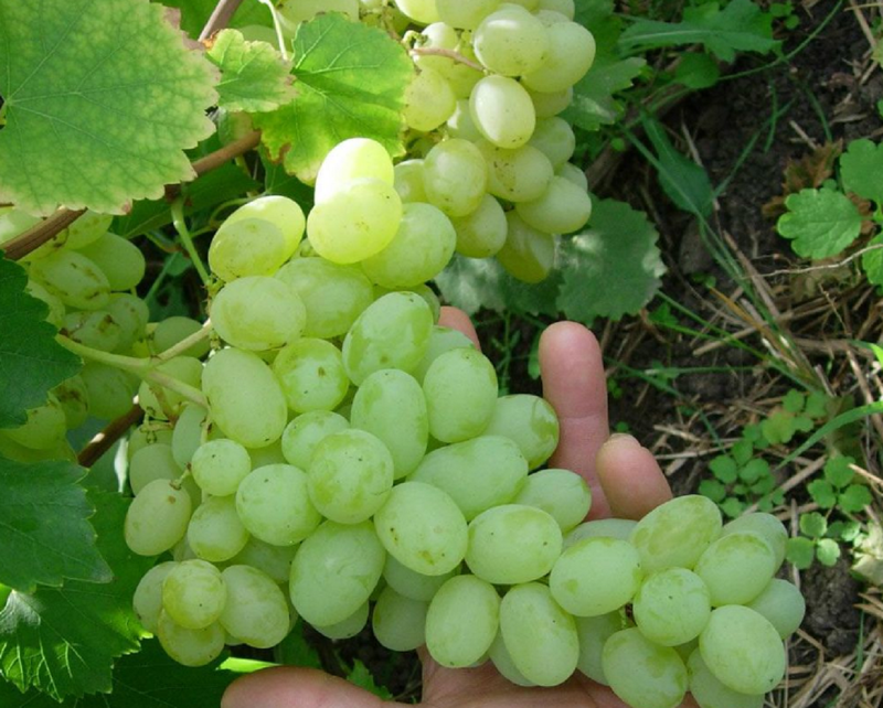Сорт винограда Лора дает хорошие результаты при выращивании из косточки