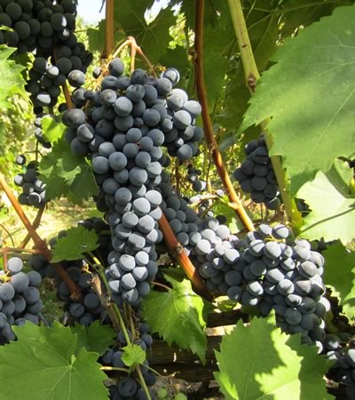 Сорт винограда Ливадийский черный