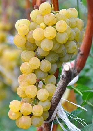 Сорт винограда Цитронный Магарача