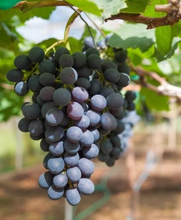 Сорт винограда Цимлянский черный
