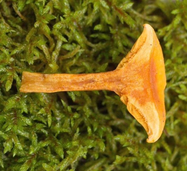 Лисичка ложная - Hygrophoropsis aurantiaca