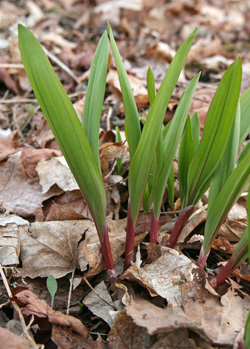 Wild leek, Allium tricoccum