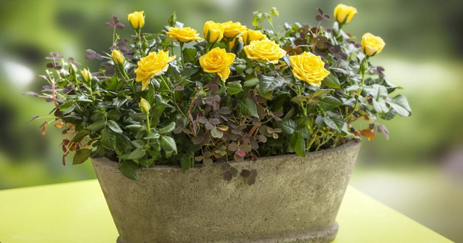 Комнатная роза - уход в домашних условиях, простые правила успешного выращивания