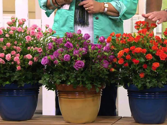 комнатная роза не цветет что делать