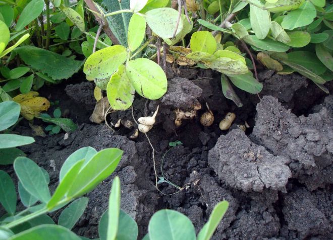 условия выращивания арахиса почва