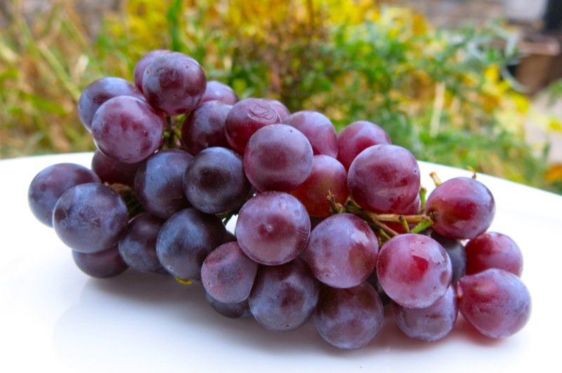 Classic Preparation of Concord Grapes for Recipes