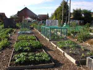 Allotment Raised No-Dig Beds