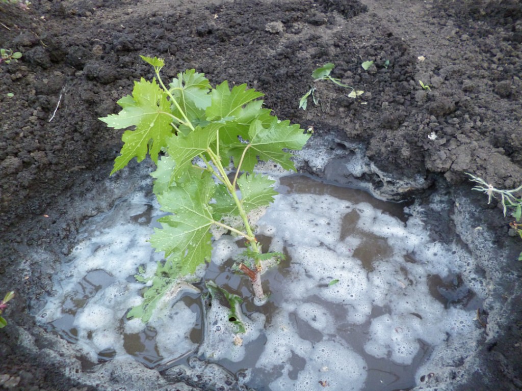 Полив винограда весной и летом