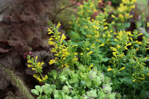 Многоколосник, или лофант оранжевый (Agastache aurantiaca) Sunset Yellow