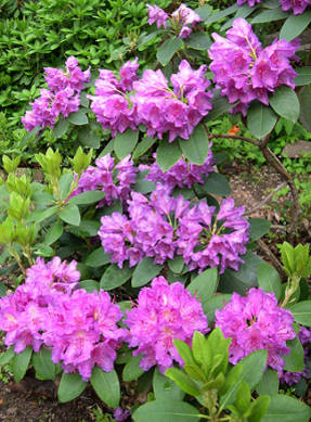Рододендрон кэтевбинский (Rhododendron catawbiense)