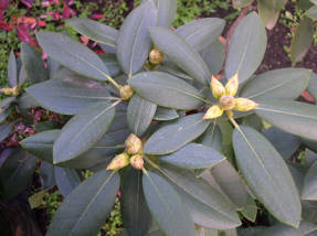 Рододендрон понтийский (Rhododendron ponticum)