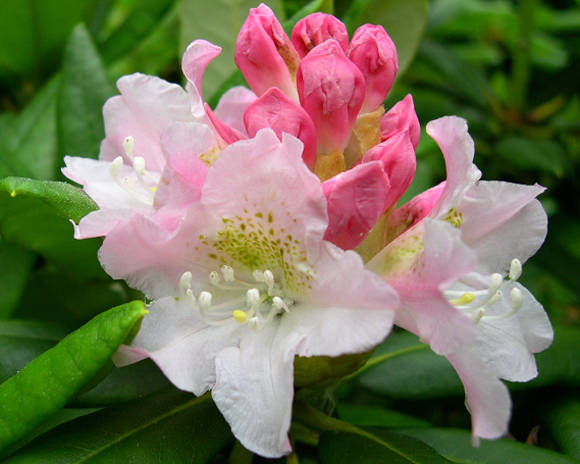 Рододендрон короткоплодный Фори (Rhododendron brachycarpum ssp. fauriei)