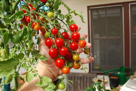 Growing Tomatoes in Containers,