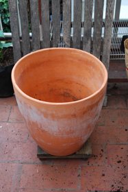 A large (15-gallon–45-50cm) Terra-Cotta Pot is a Good Choice for Growing Tomatoes in Containers