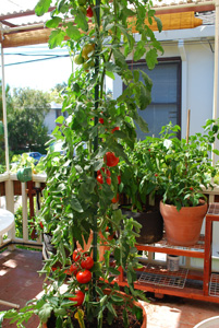 Growing Tomatoes in Containers, 