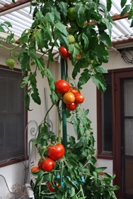 Growing Tomatoes in Pots, 