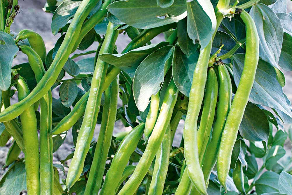 broad beans, handyman magazine, 