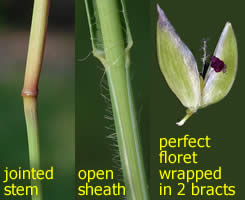 illustration of some grass characteristics