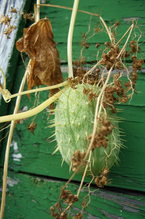  плод эхиноцистиса лопастного, "бешеный огурец", колючеплодник, вертикальное озеленение