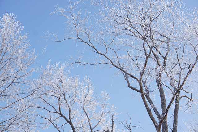 winter deciduous trees