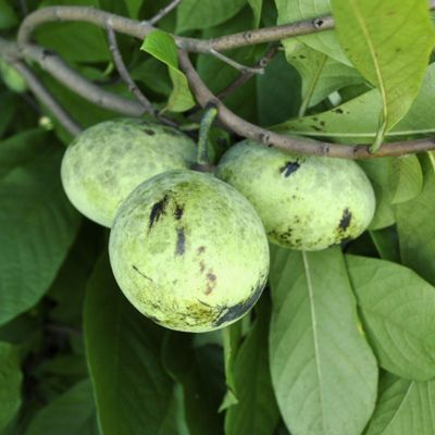 Pennsylvania Golden Pawpaw