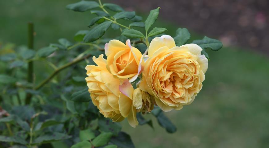 Golden Celebration роза