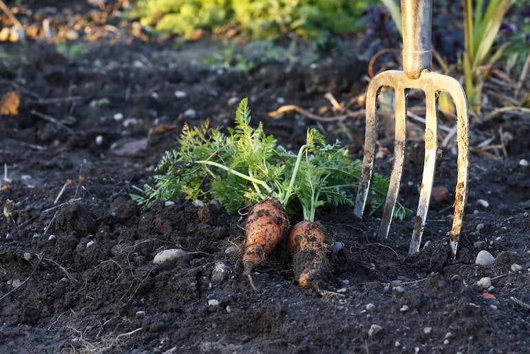freshly harvested carrots next to a garden fork
