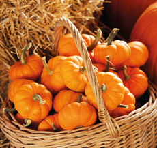 Pumpkins in a basket