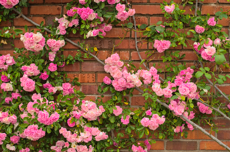 pink roses climbing on a red brick wall