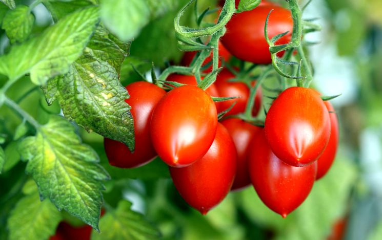 Как удобрять томаты