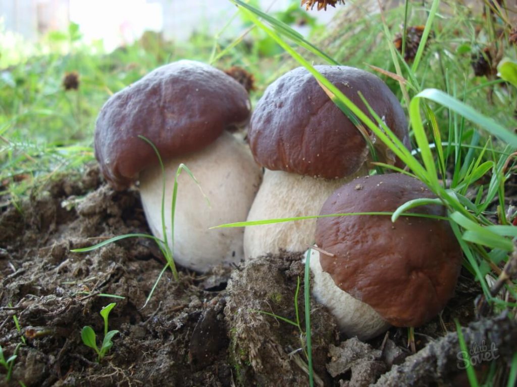Выращивание грибов боровиков