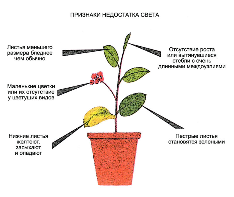 Подсветка для комнатных для растений