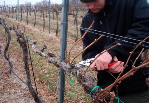 Обрезка укрывного винограда. Обрезка винограда осенью и весной: важные тонкости