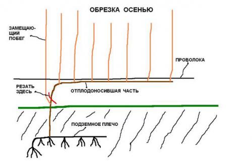 Как обрезать запущенный виноград. Что такое обрезка винограда?