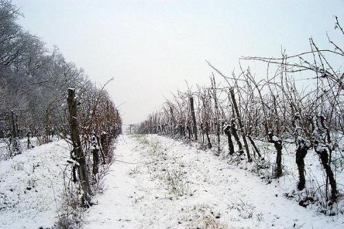 Как укрыть виноград на зиму в башкирии