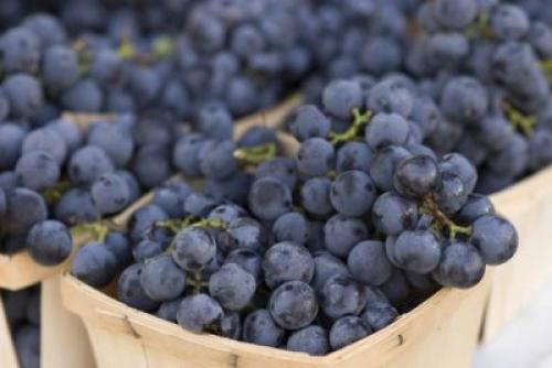Как правильно обрезать виноград Изабелла осенью. Как правильно сажать виноград Изабелла?