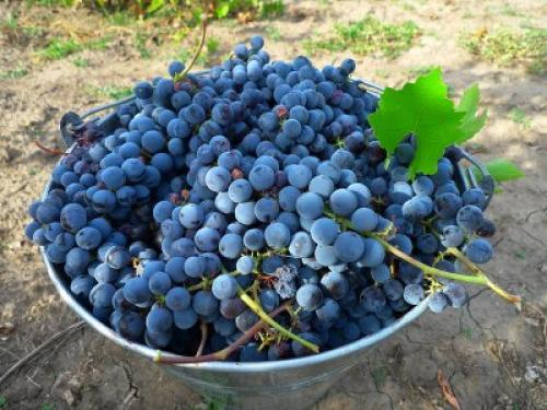 Обрезка винограда Изабелла весной. Как правильно сажать виноград Изабелла?