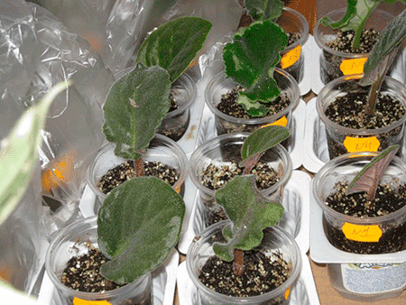 Как посадить укорененный лист фиалки – размножение листом, как посадить и вырастить, грунт, видео