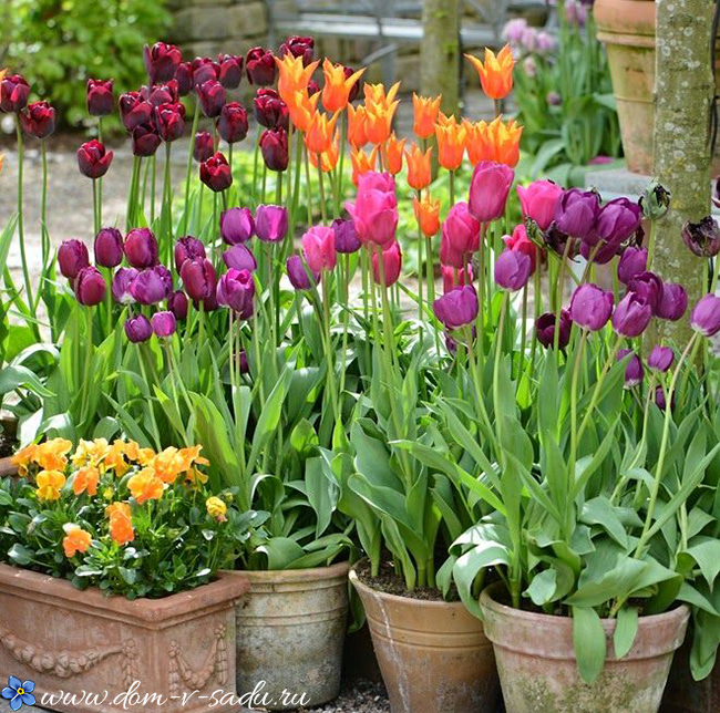 Можно ли садить тюльпаны в октябре – Можно ли сажать тюльпаны в октябре