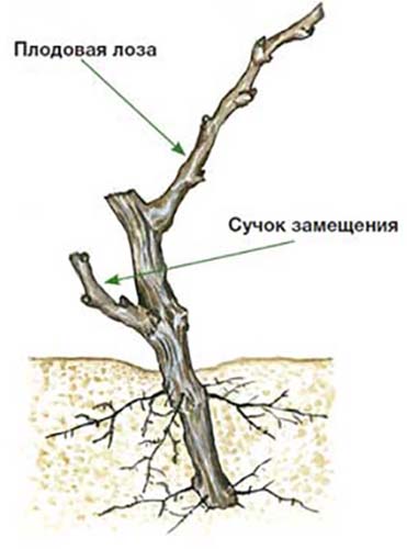 Как сделать осеннюю обрезку винограда – старого куста и молодой 1, 2, 3-летней лозы