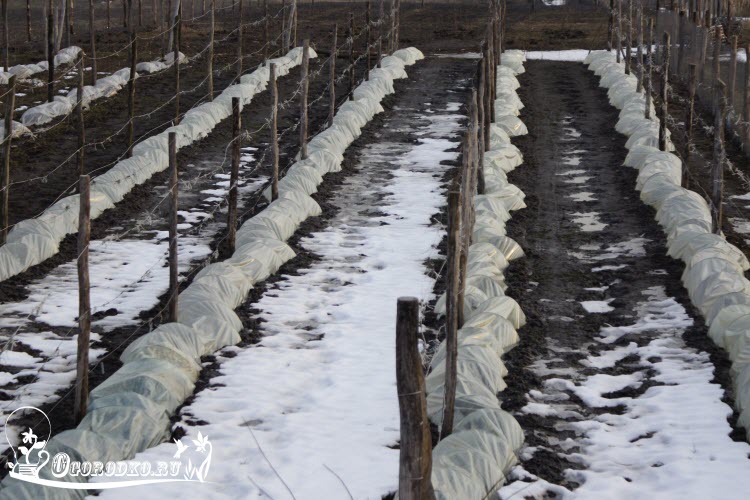 Когда надо укрывать виноград на зиму – Укрываем виноград на зиму: сроки, методы, материалы