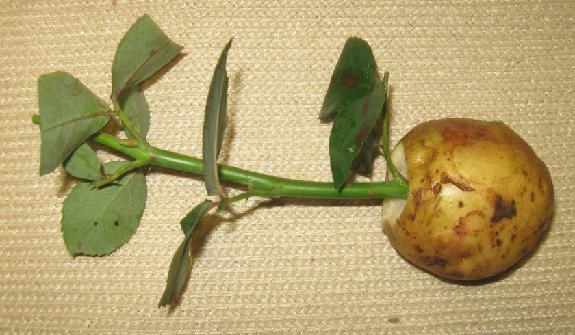 Как вырастить розу из черенка в картошке – пошаговая инструкция, особенности ухода, фото, видео