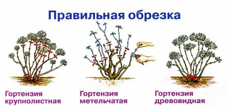 Обрезка гортензии древовидной – Обрезка гортензии весной: как правильно обрезать гортензию