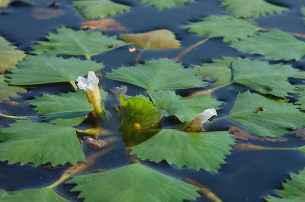 Рогульник плавающий – описание растения чилим, его полезные свойства и применение в кулинарии